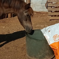 photo de livraison pour Equi-Libre : Droit à la Retraite Equine