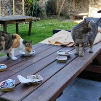 photo de livraison pour Patounes de Chats