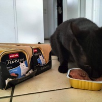 photo de livraison pour Les chats de l'Indifférence