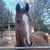 photo animal