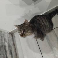 photo de livraison pour Chat Ami pour la Vie