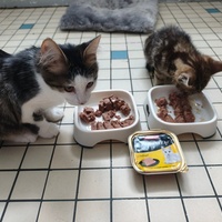 photo de livraison pour Collectif Sauvetage Chatons