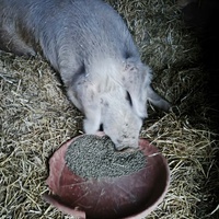 photo de livraison pour Chats Libres de Béziers