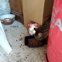 photo de livraison pour Les Chats de la Rue