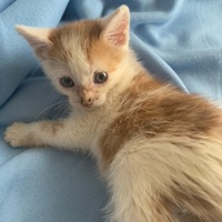 photo de livraison pour Association des Chats Camarguais