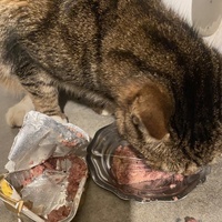 photo de livraison pour Chats-sos