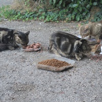 photo de livraison pour Chat Libre de l'Ile du Ramier