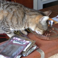 photo de livraison pour Association Des  Chats  De Hyeres