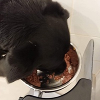 photo de livraison pour Cœur Animal