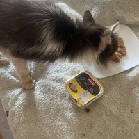 photo de livraison pour Les Chats De QUEAUX