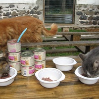 photo de livraison pour Jardin des Chats