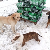 photo de livraison pour Udruzenje za Zastitu Zivotinja Srecko, Valjevo