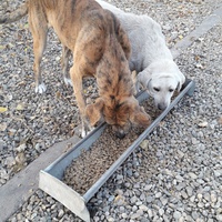 photo de livraison pour Antonia Save Animals