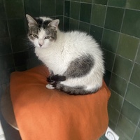 photo de livraison pour SADF (Sauvetage des animaux domestiques de France)