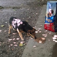 photo de livraison pour Azil za pse"Poslednja oaza"