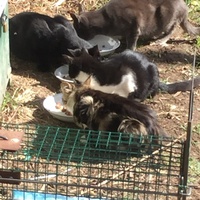 photo de livraison pour Ecole du Chat des Alpilles