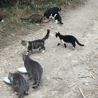 photo de livraison pour Ecole du Chat des Alpilles