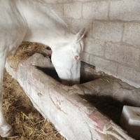 photo de livraison pour Au Bonheur Animal