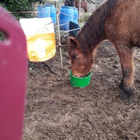 photo de livraison pour Association hippique du Caroux