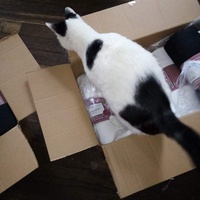 photo de livraison pour L'Arche de Marie - Mes Amours de Chats