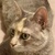 photo animal