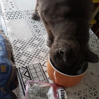 photo de livraison pour Les Chats de la Rue