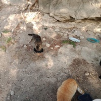 photo de livraison pour Les Chats-Pitresdelavi-Ste
