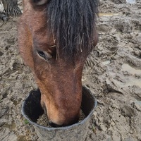 photo de livraison pour 4 Sabots et un Fer