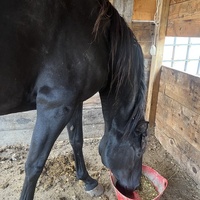 photo de livraison pour Association Equi’souffle