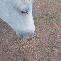 photo de livraison pour Equi-Libre : Droit à la Retraite Equine