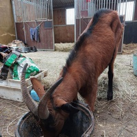 photo de livraison pour Les Chevaux d'Elo