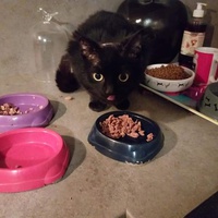 photo de livraison pour Charly et ses Drôles de Chats