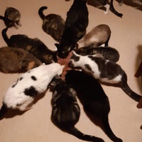 photo de livraison pour Pour l'Amour des Chats