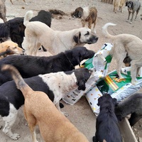 photo de livraison pour Happy Shelter Skopje