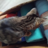 photo de livraison pour Chat Ami pour la Vie