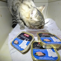 photo de livraison pour Jardin des Chats