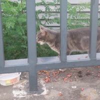 photo de livraison pour Chat Libre de l'Ile du Ramier