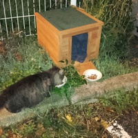 photo de livraison pour Bien vivre avec les Chats Sallélois