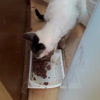 photo de livraison pour Une vie, Un chat