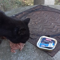photo de livraison pour Chats cerbériens