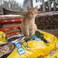 photo de livraison pour Le Coeur sur la Patte