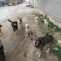 photo de livraison pour Civic Initiative Kane Korzo Skopje