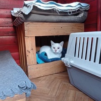 photo de livraison pour Association Des  Chats  De Hyeres