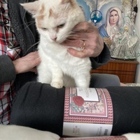 photo de livraison pour L'Arche de Marie - Mes Amours de Chats