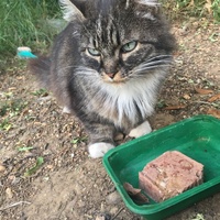 photo de livraison pour Félin Pour L’Hôte