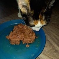 photo de livraison pour Les Pattounes de l'Espoir