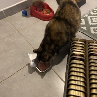 photo de livraison pour Les Chats de Condom 32