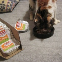 photo de livraison pour Au Bonheur des Chats Libres