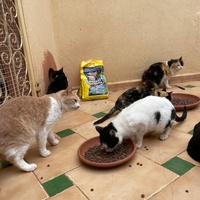 photo de livraison pour Le Coeur sur la Patte