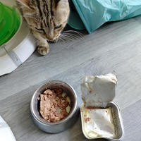 photo de livraison pour Les Chats de la Rue